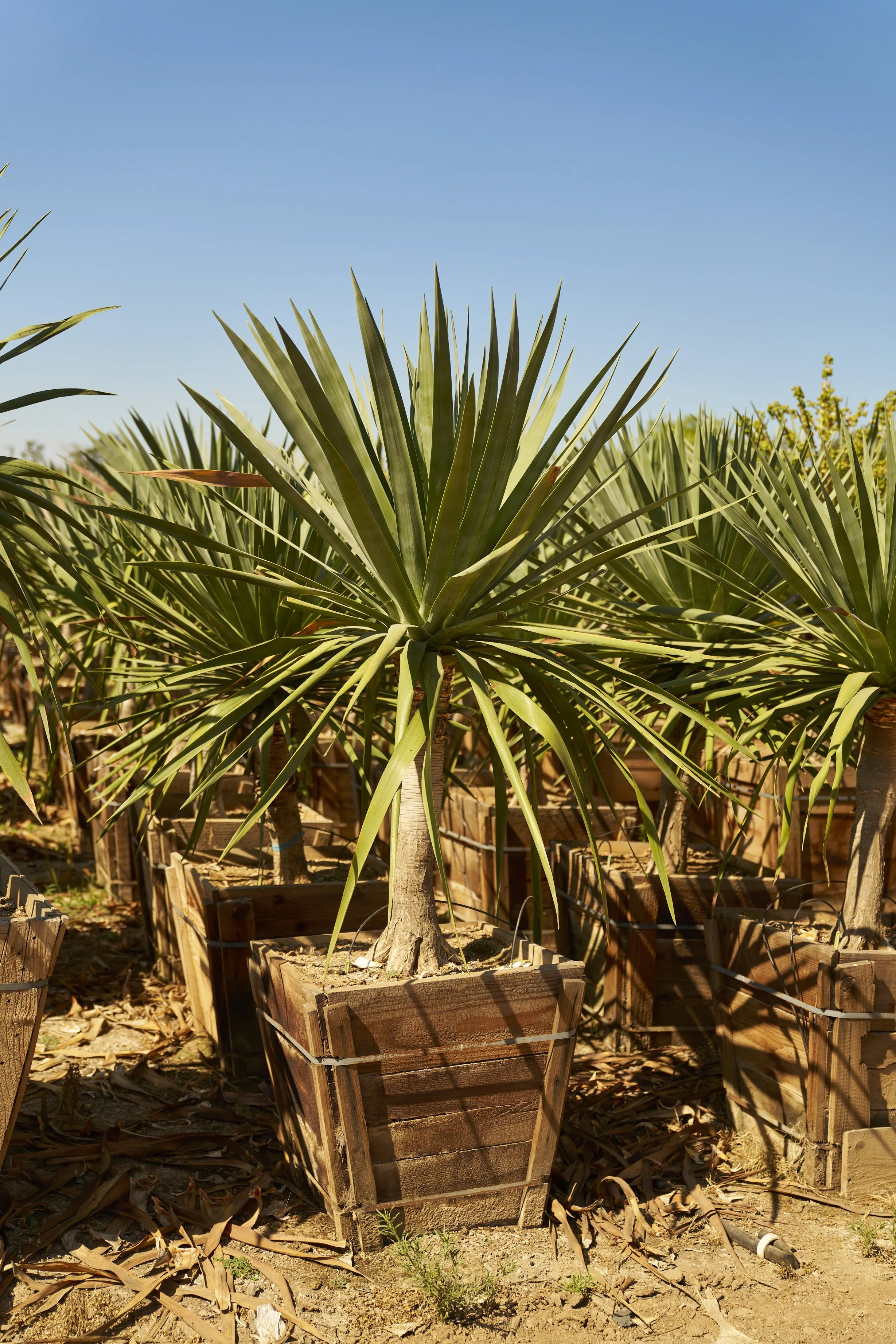 Dracaena draco 